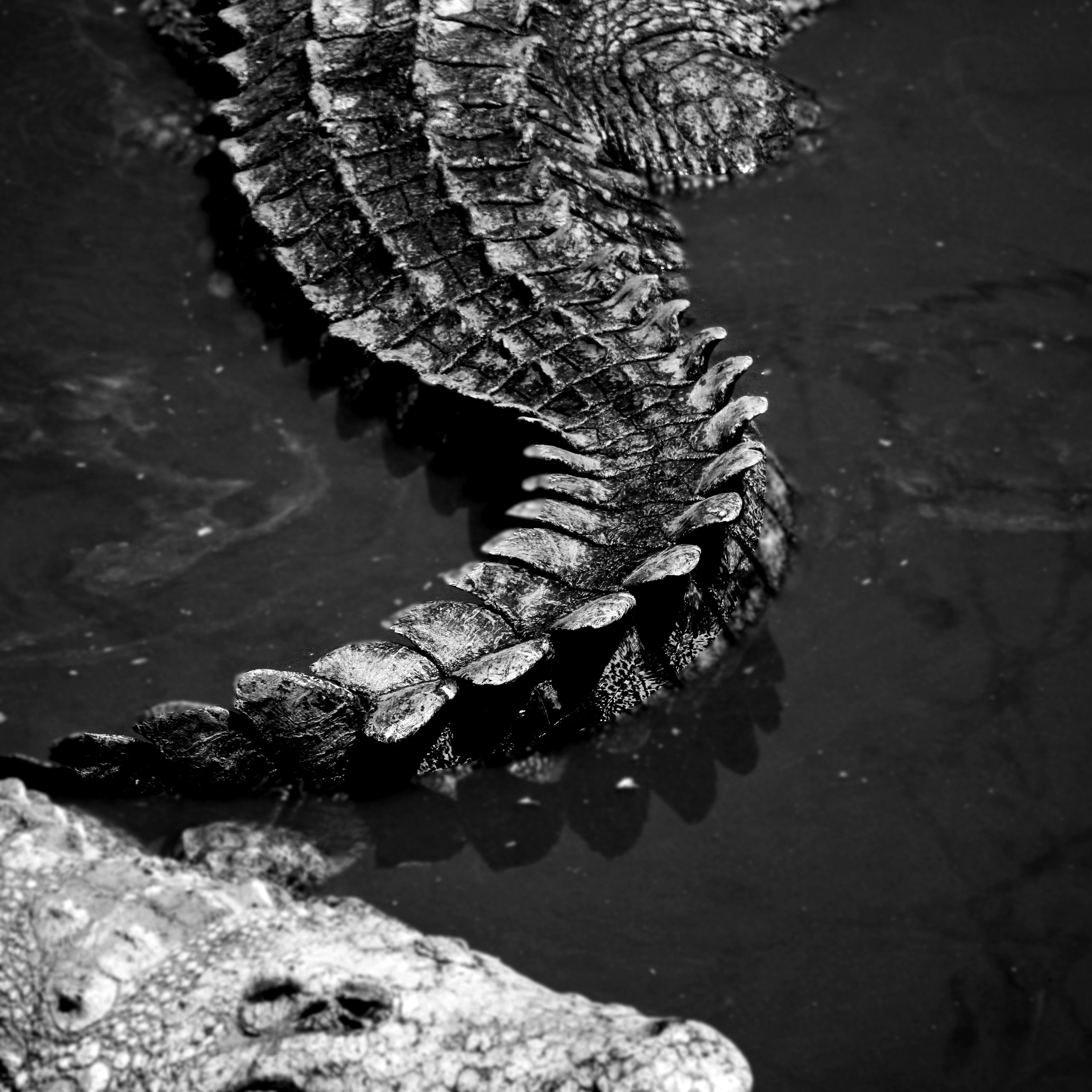 Alligator