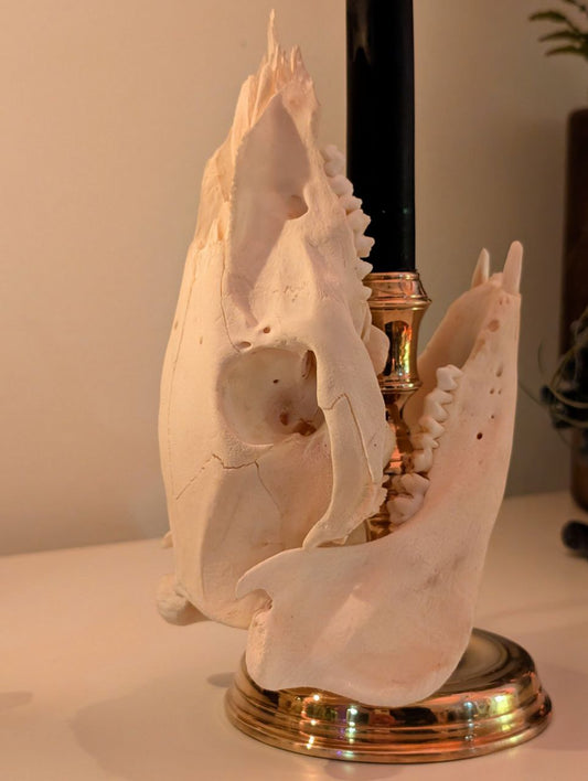 Bone Candlestick II