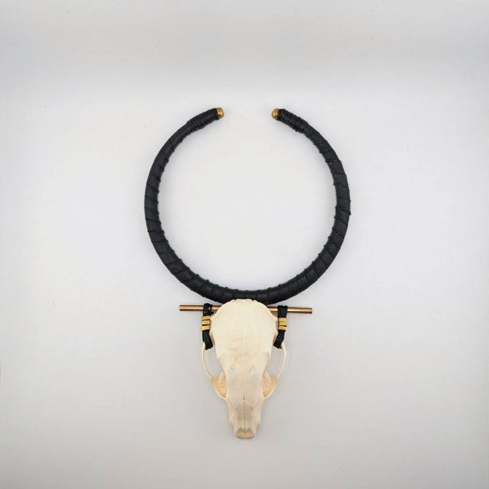 Procyon lotor Collar