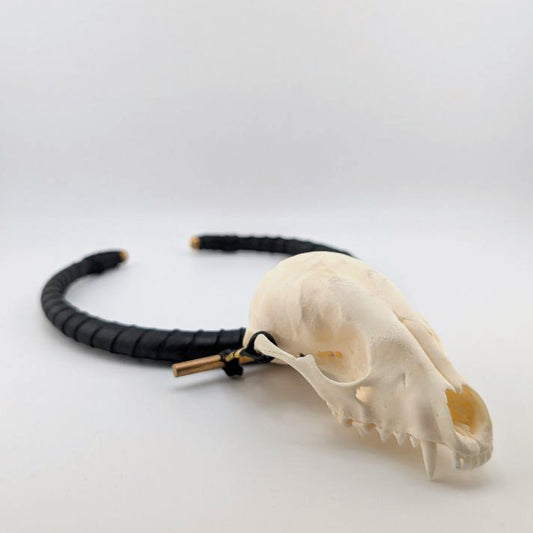 Procyon lotor Collar